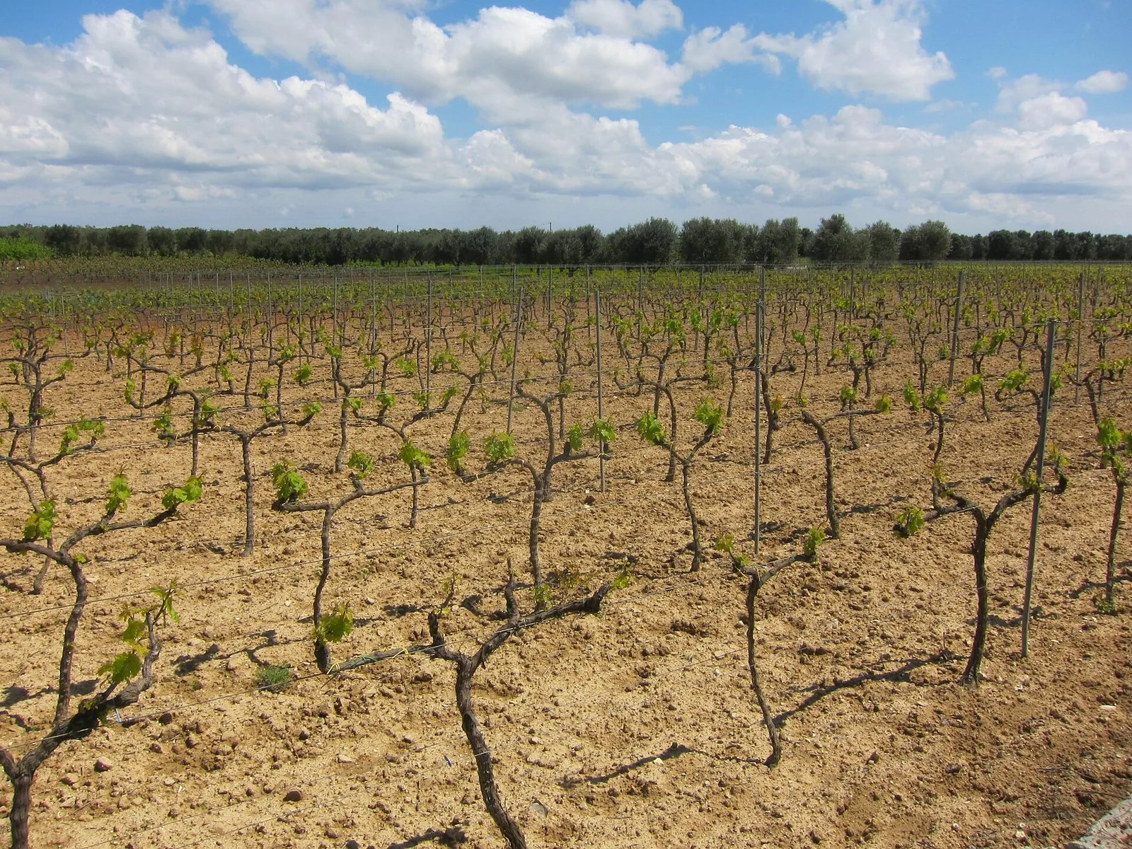 Filari di vite ad alberello in un vigneto salentino con terra rossa